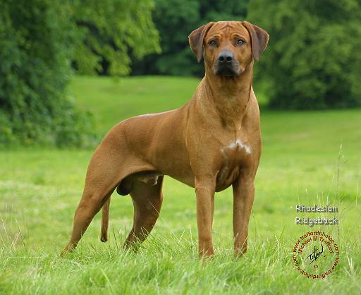 Rhodesian Ridgeback 9M046D-16.JPG